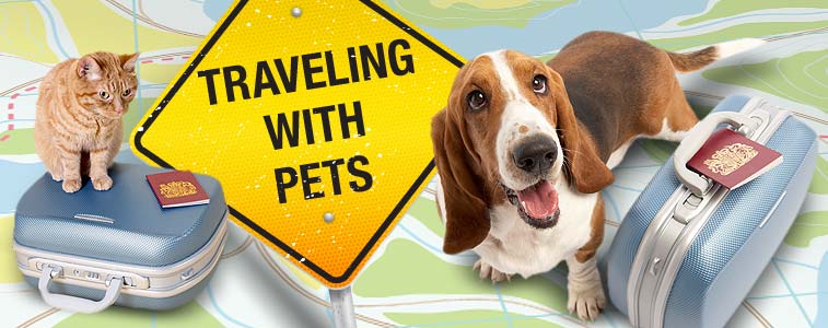 Tips to Travel with your Pets - Best School News